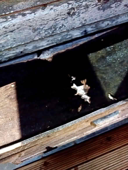 Photo of free Animal/chicken house (Brede TN35) #1
