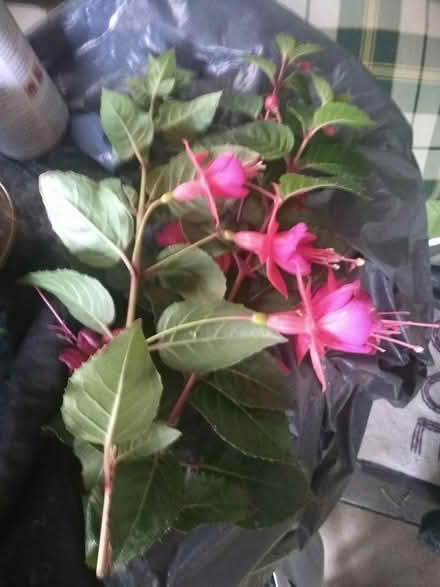 Photo of free Fuchsia cuttings (Wallasey CH44) #1