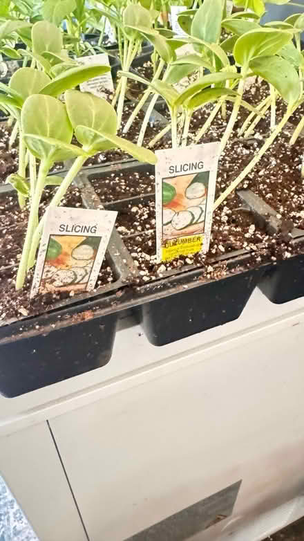 Photo of free Vegetable plants (Ypsilanti Township) #2