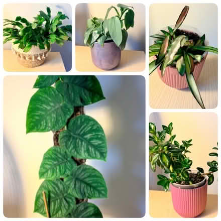 Photo of free 5x House / Indoor Plants (Clifton CA10) #1