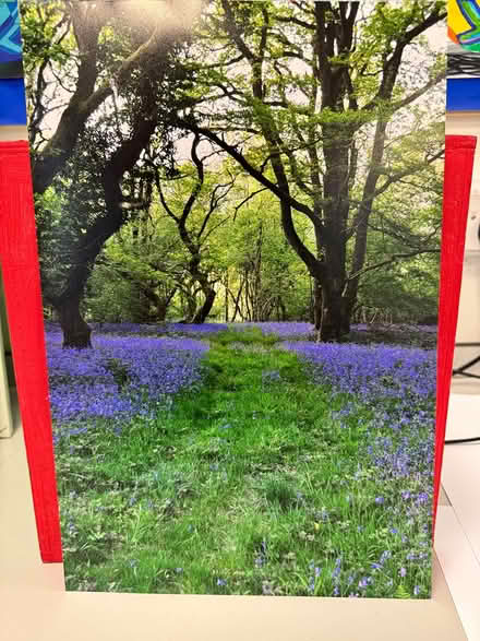 Photo of free Photo of bluebell woods (Baffins PO3) #1