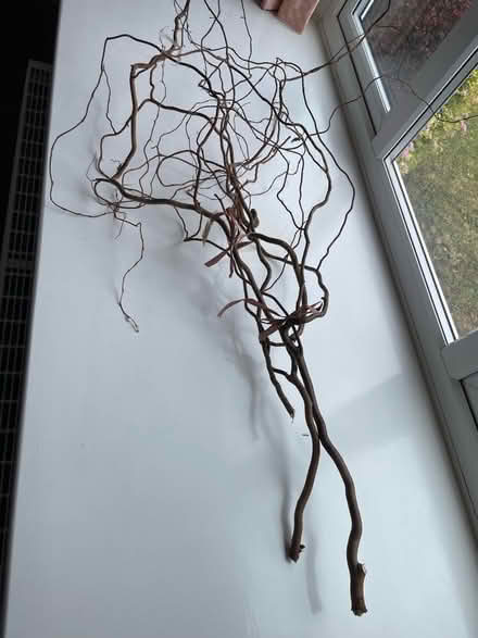 Photo of free Contorted Willow branches (Wallands Park BN7) #1