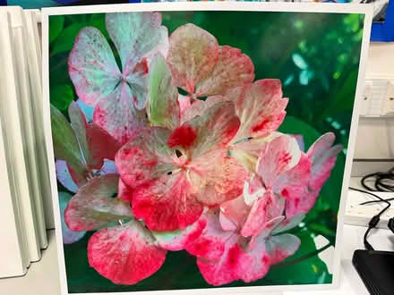 Photo of free Photograph of flowers (Baffins PO3) #1