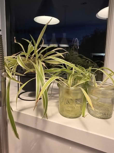 Photo of free Spider plants (Crag Bank LA5) #1