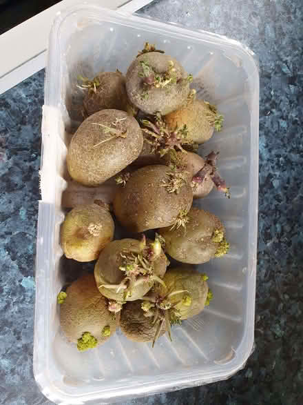 Photo of free Tomato Plants, Seed Potatoes, pack of Courgette Seeds (Lyppard Grange WR4) #2