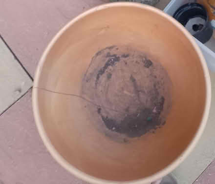 Photo of free Wood (Cardiff cf102ez) #1