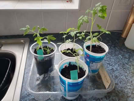 Photo of free Tomato Plants, Seed Potatoes, pack of Courgette Seeds (Lyppard Grange WR4) #1