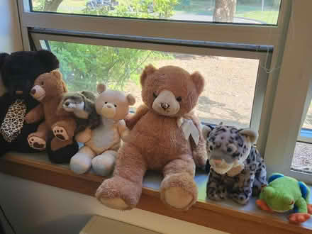 Photo of free Stuffed animals (Charlottesville, VA) #1