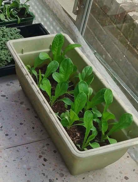 Photo of free Lettuce plants (Priory Village RH15) #1