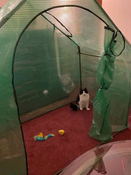 Photo of free 6ft x 6ft Plastic Greenhouse (Carlisle CA1) #3