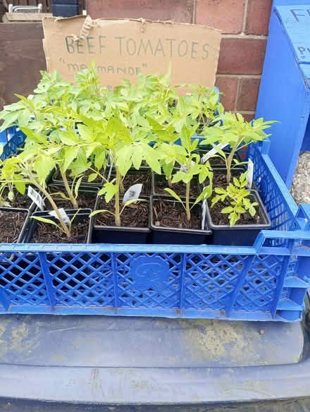 Photo of free Tomato Plants (Alfreton DE55) #1