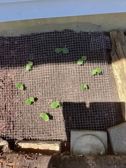 Photo of free Yellow squash seedlings (Allen Pond area of Bowie) #1