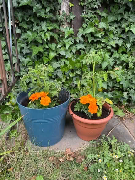 Photo of Spare planters (medium and large) (GL1) #1