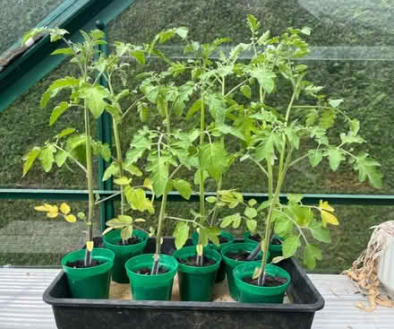 Photo of free Cherry tomato plants (Southdown AL5) #1