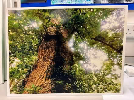 Photo of free Photograph of tree (Baffins PO3) #1