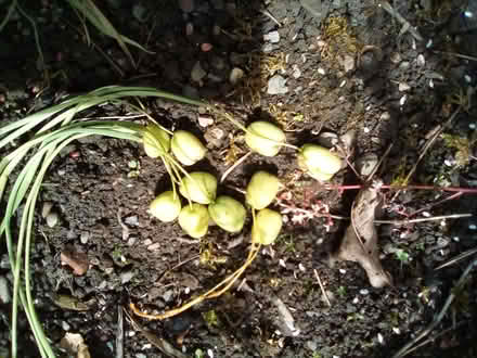 Photo of free Snowdrop seed heads. (Riverside FK8) #1