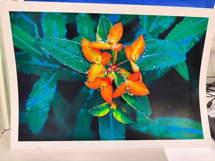 Photo of free Photo of flowers and raindrops (Baffins PO3) #1