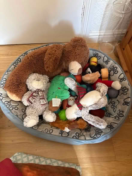 Photo of free Dog bed, toys & throws (Loscoe) #1