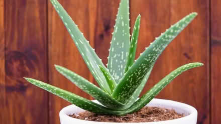 Photo of Aloe vera (Cromford DE4) #1