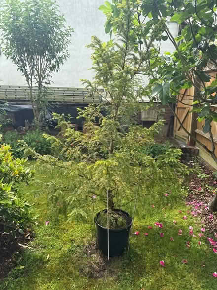 Photo of free Yew shrub (Loughton MK5) #1