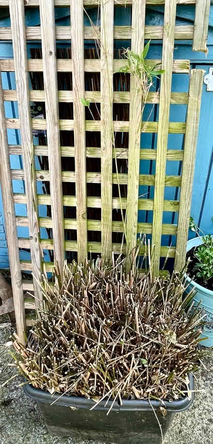 Photo of free Bamboo plant (Lanchester DH7) #1