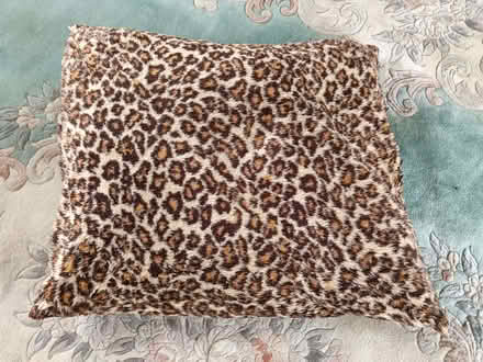 Photo of free Dog cushion (Chalvington BN27) #1