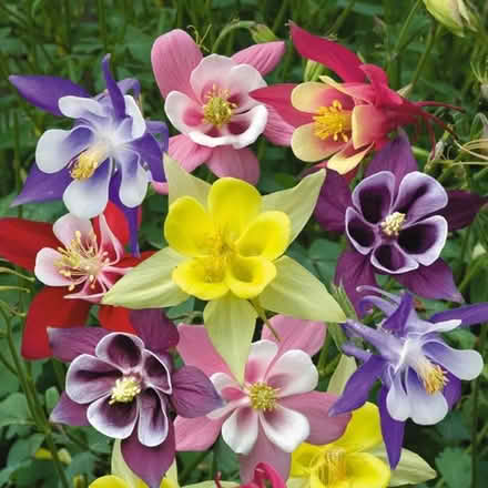 Photo of Perennial Bulbs, seeds, tubers (Toronto Bathurst and Eglinton) #1