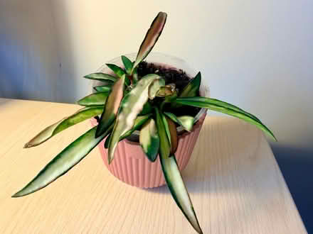 Photo of free 5x House / Indoor Plants (Clifton CA10) #4