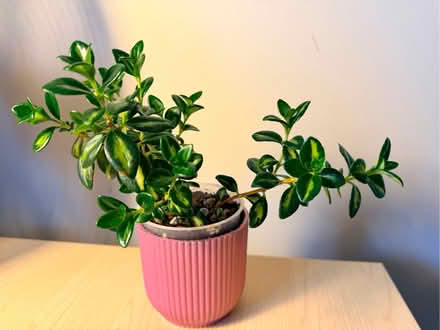 Photo of free 5x House / Indoor Plants (Clifton CA10) #2