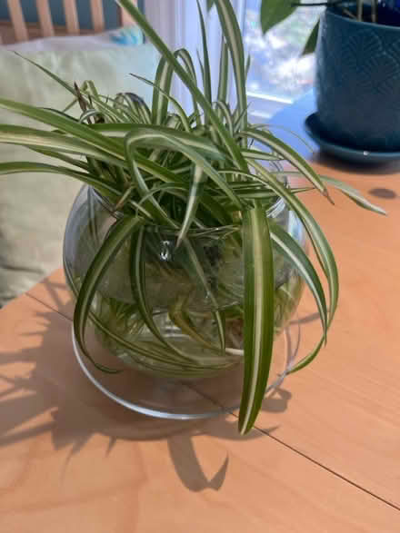Photo of free Spider plant babies (Near Downtown Erin) #1