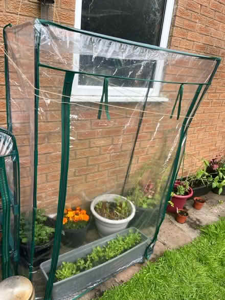 Photo of free Tomato greenhouse (Westgate LA3) #1