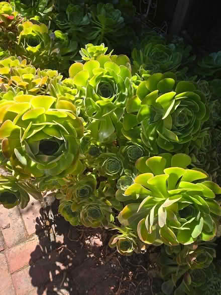 Photo of free Aeonium clippings (Stevens Creek / Lawrence Expwy) #1