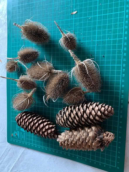 Photo of free Teasel heads and large spruce cones (Sunny Hill DE23) #1