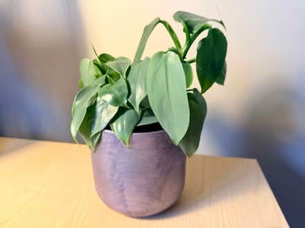 Photo of free 5x House / Indoor Plants (Clifton CA10) #3