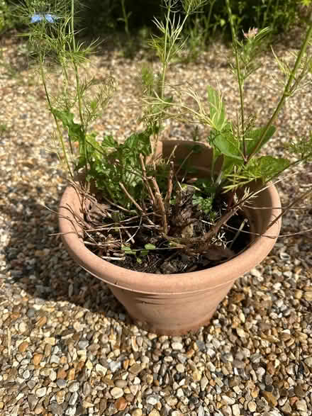 Photo of free Pot with foxglove & Benjamin button (CO4 9 Colchester) #2