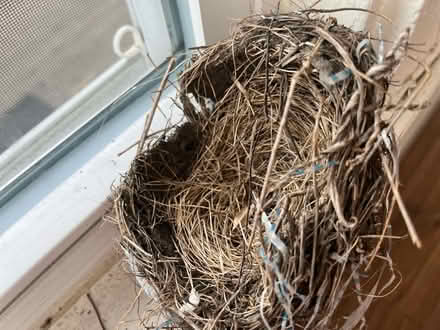 Photo of free Robin nest (Winter Hill) #2