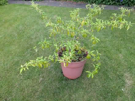 Photo of free Garden shrub (Edinburgh EH7) #1