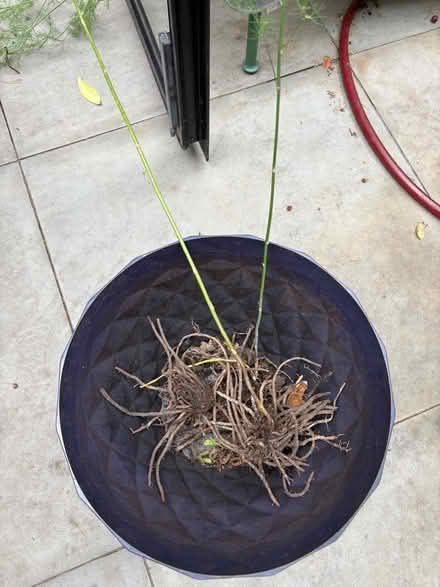 Photo of free 2 asparagus crowns (Dalston E8) #1
