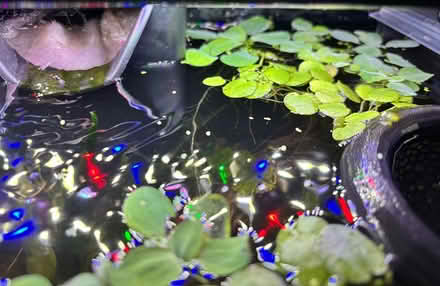 Photo of free Floating aquarium plants (Southwedge) #1