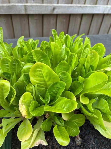 Photo of free Leeks and Lettuce seedlings (Downend BS16) #1
