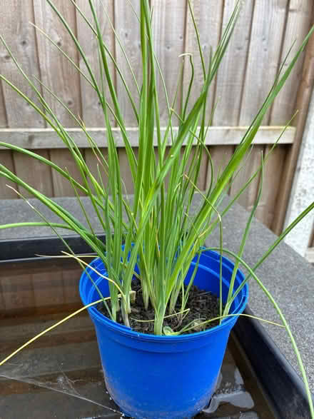 Photo of free Leeks and Lettuce seedlings (Downend BS16) #2