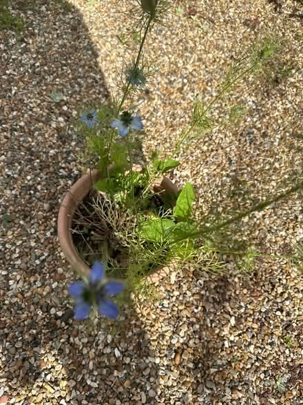 Photo of free Pot with foxglove & Benjamin button (CO4 9 Colchester) #1