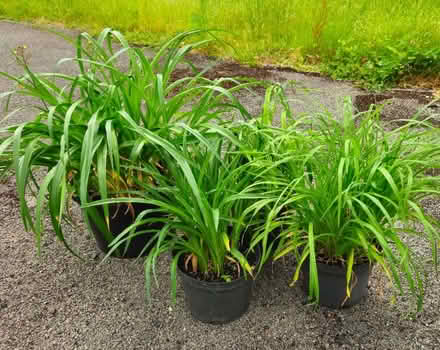 Photo of free Day Lily (Hemorocallis) (Browns Hill GL6) #1