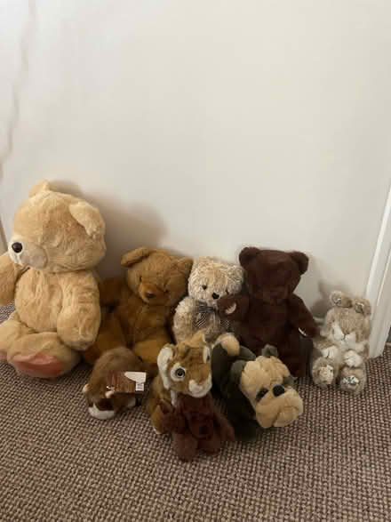 Photo of free Soft toys (Hemel Hempstead) #1