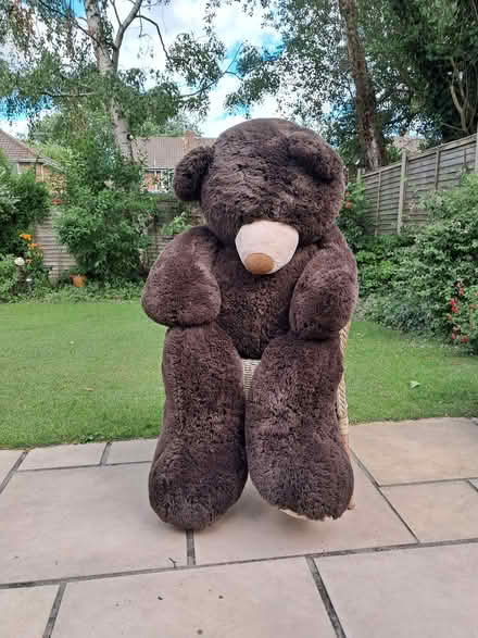 Photo of free Large teddy bear (College Town GU47) #1
