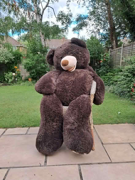 Photo of free Large teddy bear (College Town GU47) #2