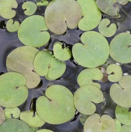 Photo of Frogbit for pond (Appleby-in-Westmorland CA16) #1