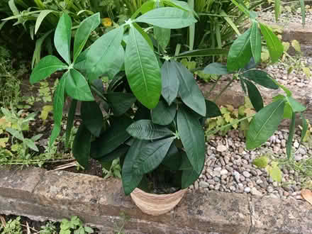 Photo of free Plastic house plant (Woodstock OX20) #1