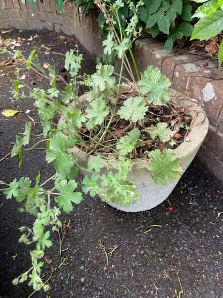 Photo of free Stone pot with hardy geraniums (Waterlooville PO7) #1