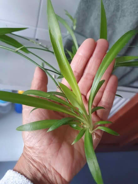 Photo of free Spider plant babies (Tottenham N18) #2